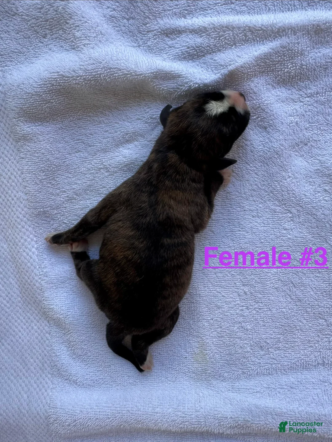 American Bulldog dogs for sale: American Bulldog Female #3 - Ad 2