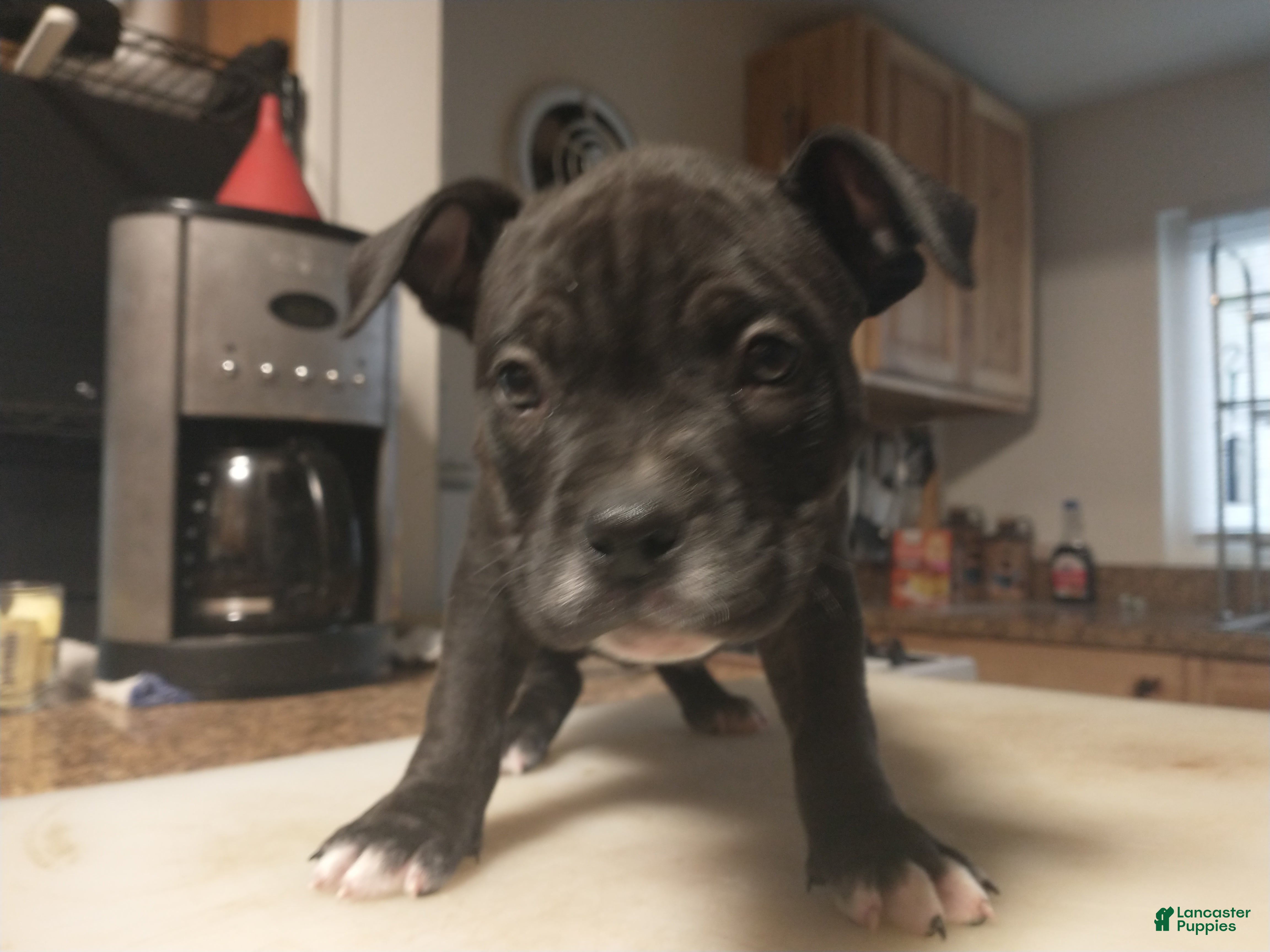 American Bully dogs American Bully Puppy 1 - Ad 2