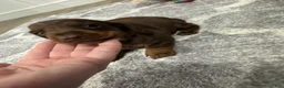 Miniature Dachshund dogs for sale: Miniature Dachshund 2 - Ad 3