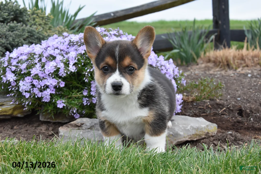 Welsh Corgi Pembroke dogs for sale: Rugar - Ad 1