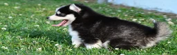 Pomsky dogs for sale: Polly - Ad 9