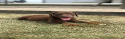 Doberman Pinscher dogs for sale: Athena - Ad 5