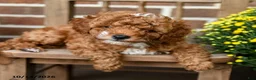 Miniature Poodle dogs for sale: Marshmallow - Ad 5