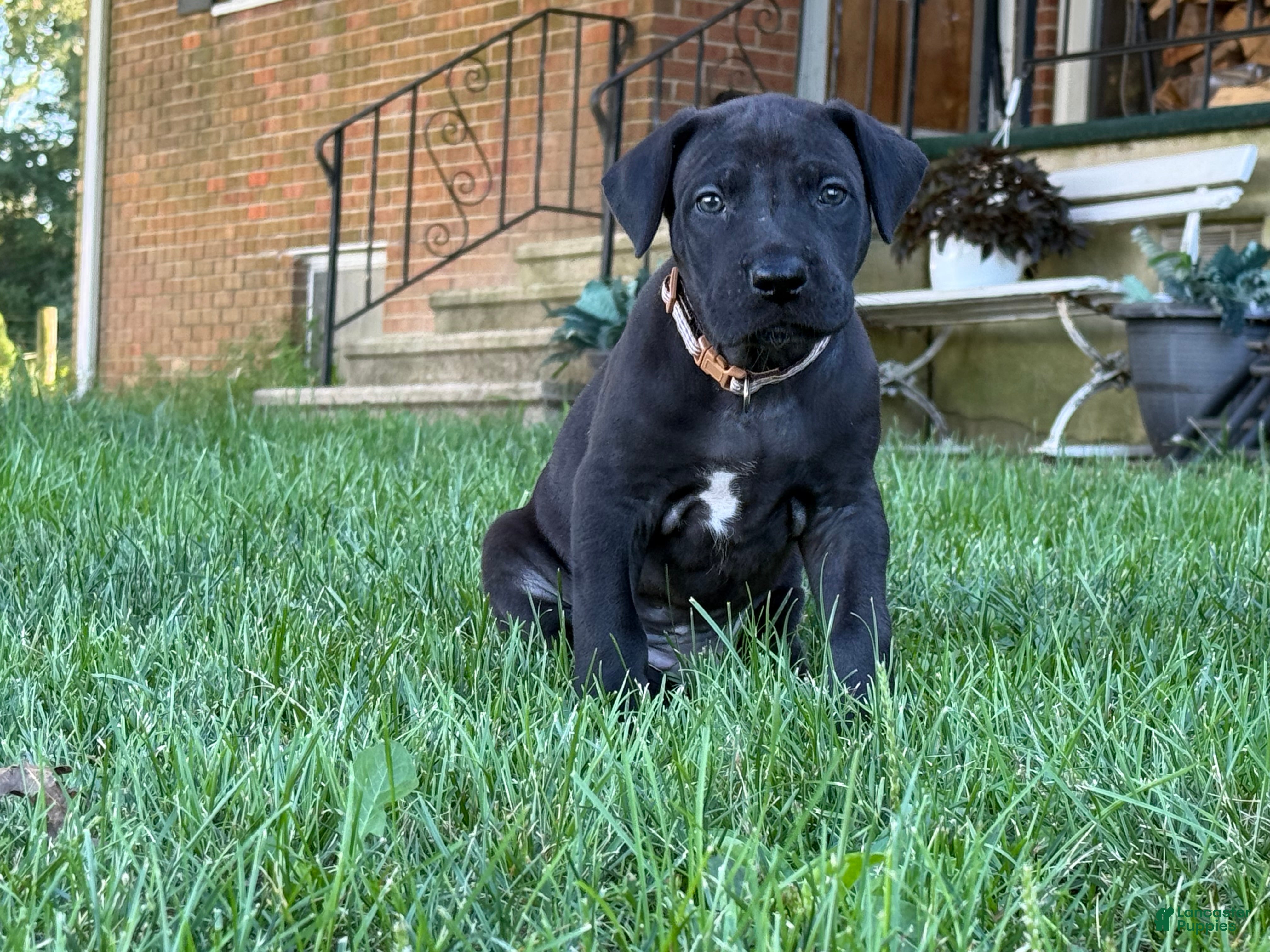 Great Dane dogs Male pup - Ad 1