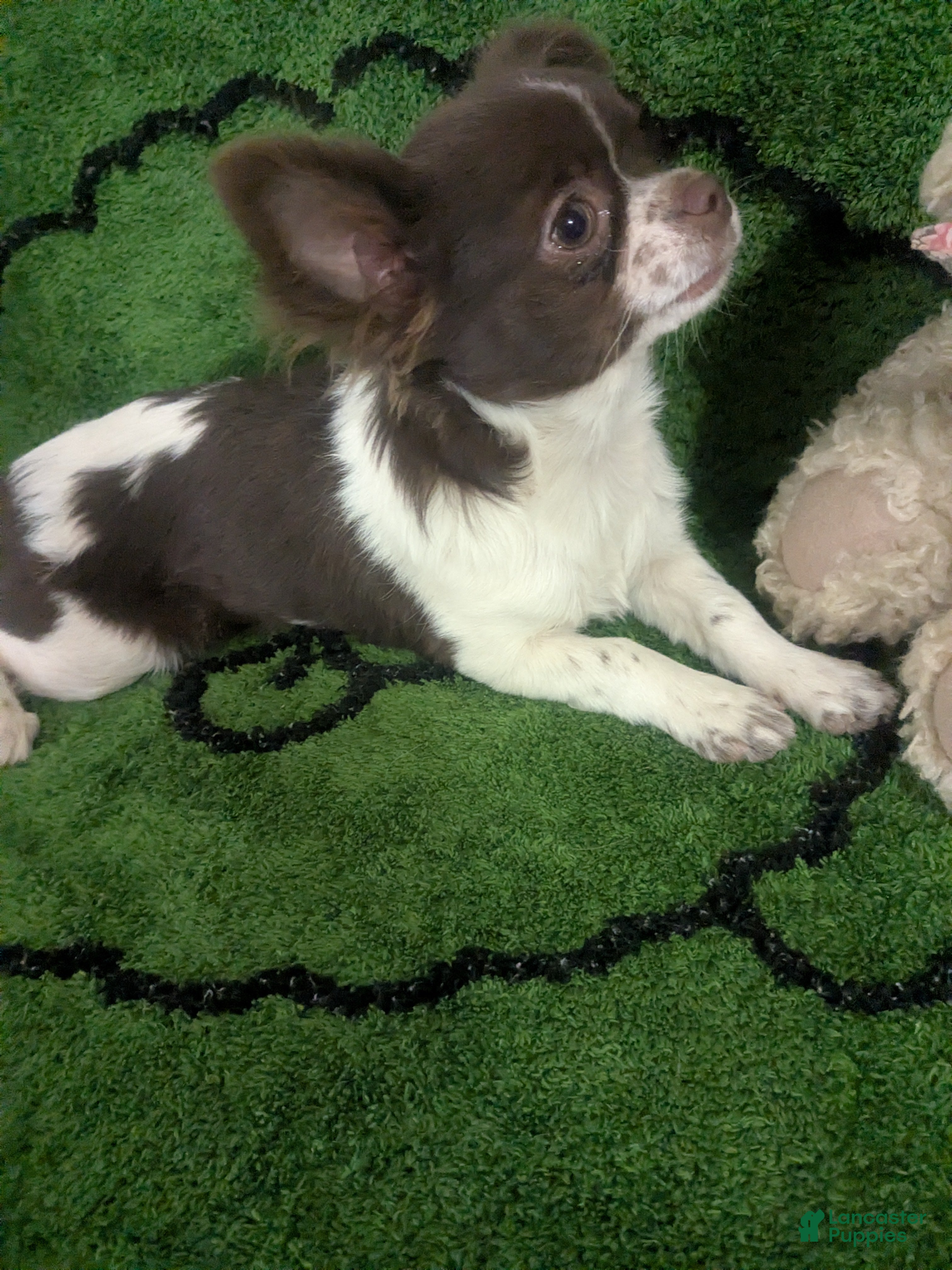 Chihuahua dogs Full AKC   Faith   - Ad 18