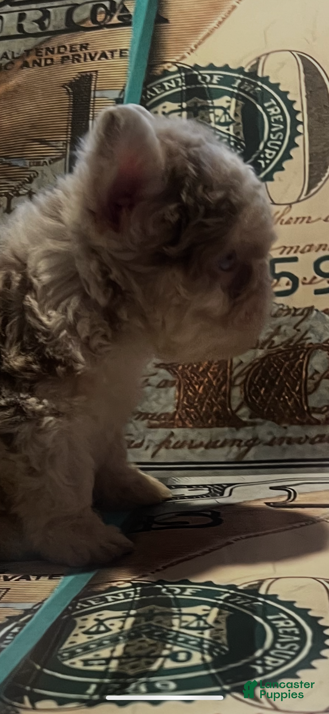 French Bulldog dogs for sale: “New new” - Ad 1