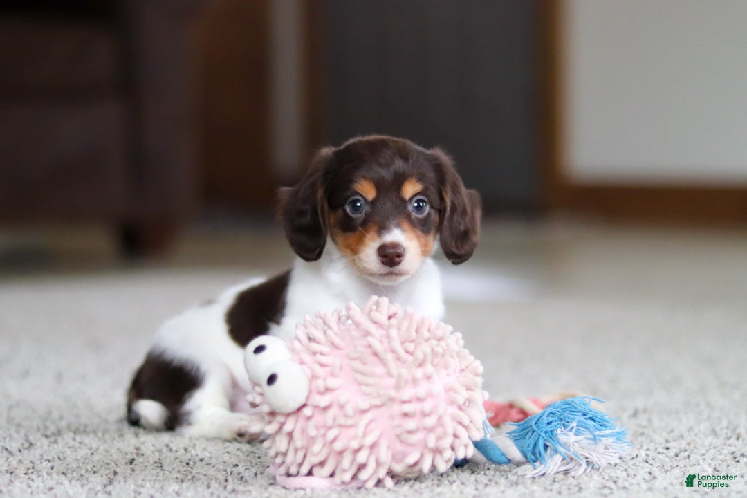 Miniature Dachshund dogs for sale: Stella - Ad 11