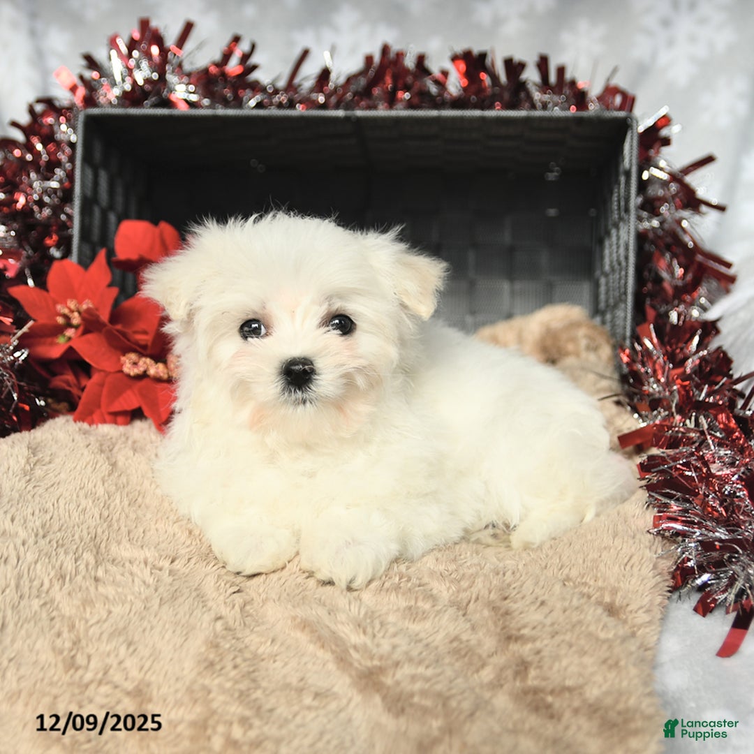 Maltese dogs for sale: Holiday - Ad 4