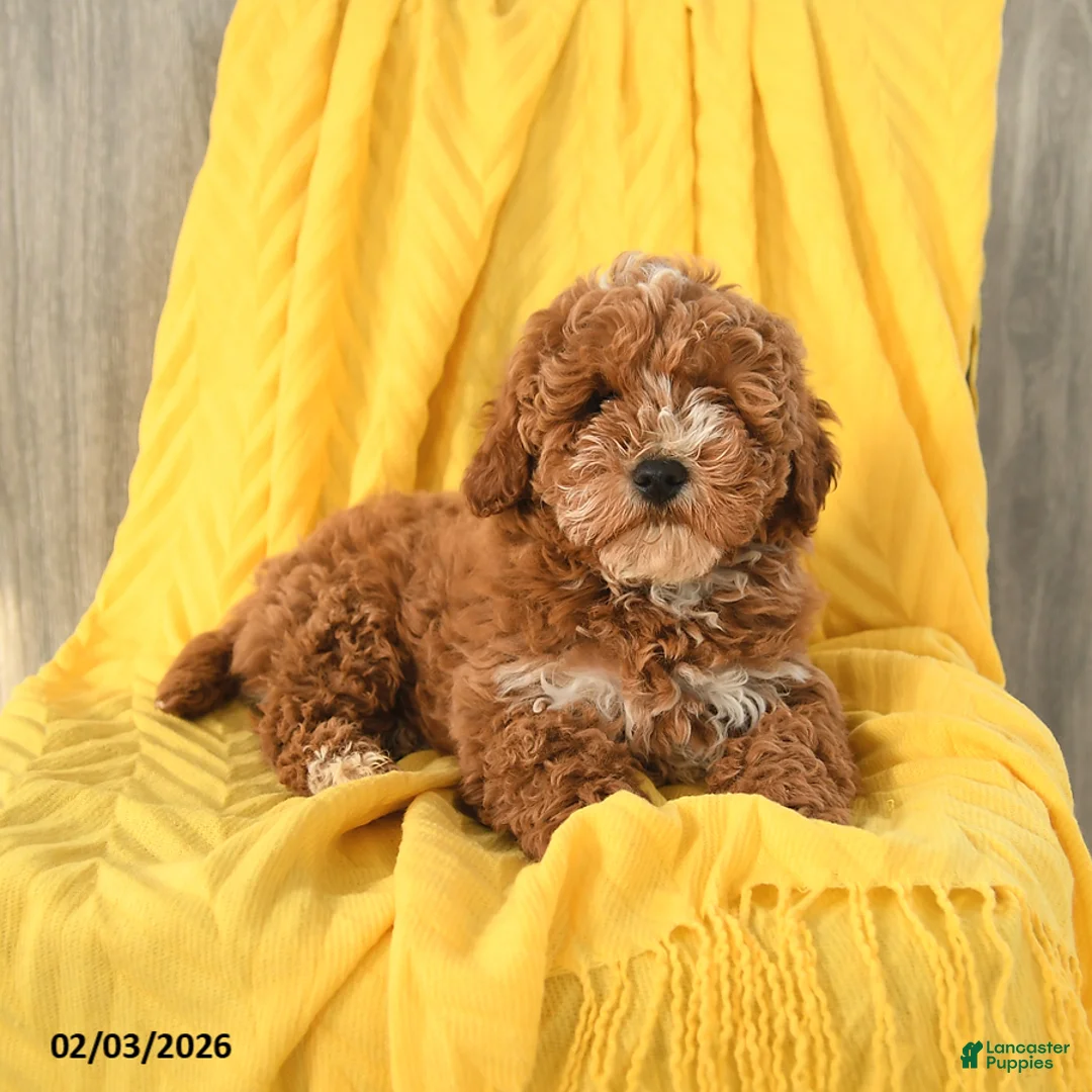 Miniature Poodle dogs for sale: Teddy - Ad 4