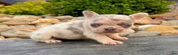 French Bulldog dogs for sale: Debbie - Ad 2