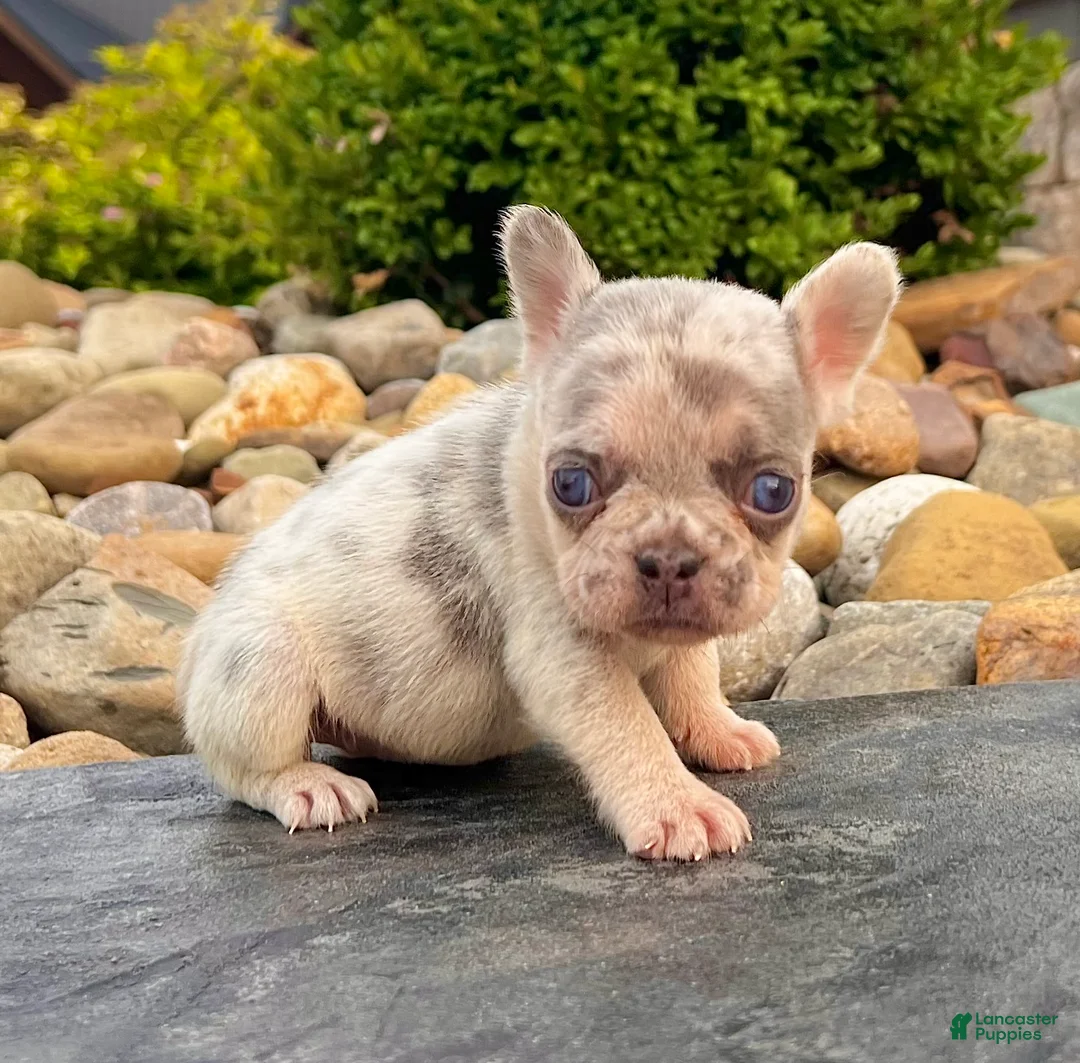 French Bulldog dogs for sale: Debbie - Ad 2