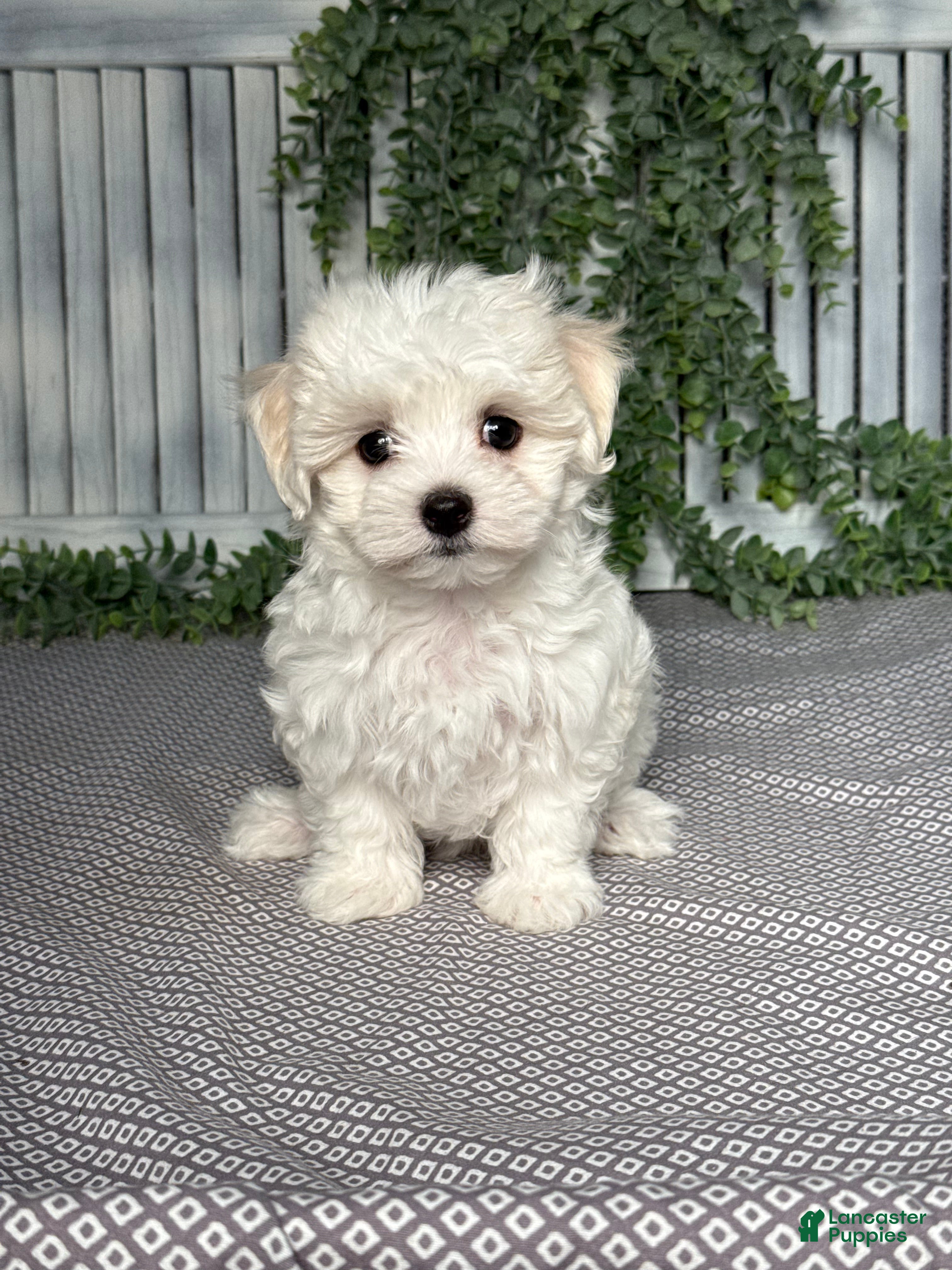 Maltese dogs Austin - Ad 1