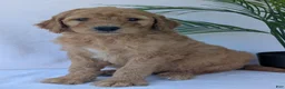 Goldendoodle dogs for sale: Charlie  - Ad 8
