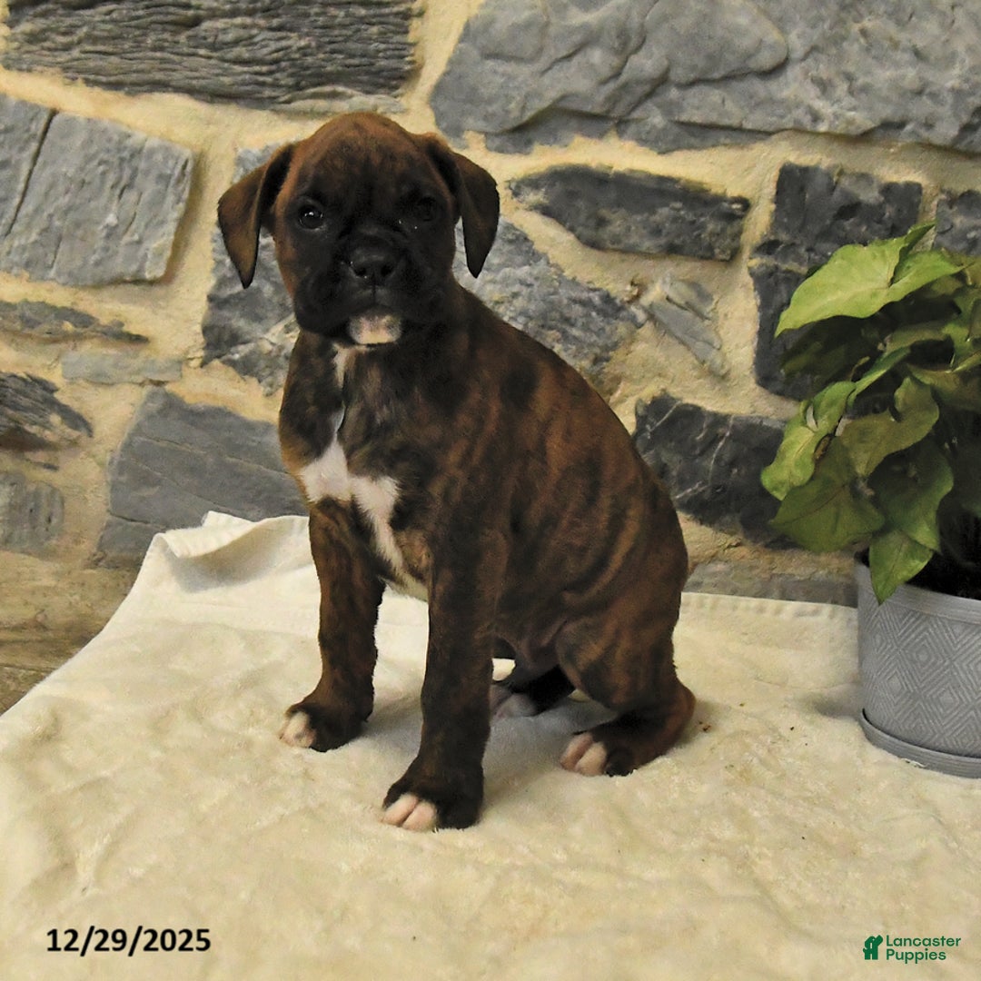 Boxer dogs for sale: Chance - Ad 2