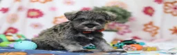 Miniature Schnauzer dogs for sale: Josiah - Ad 3