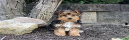 Yorkiepoo dogs for sale: Winston - Ad 5