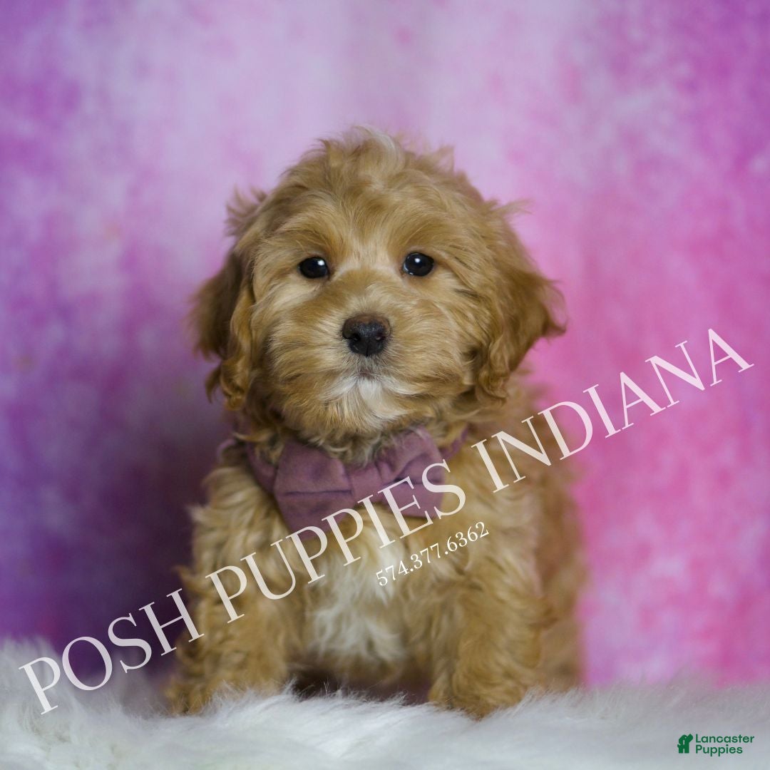 Maltipoo dogs for sale: Chuckie - Ad 6