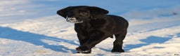 Labrador Retriever dogs for sale: Sierra - Ad 1