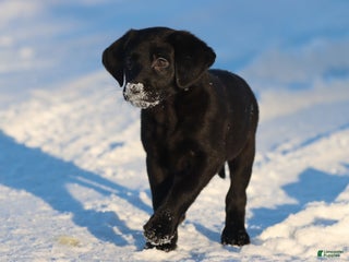 Labrador Retriever dogs Sierra - Ad 38