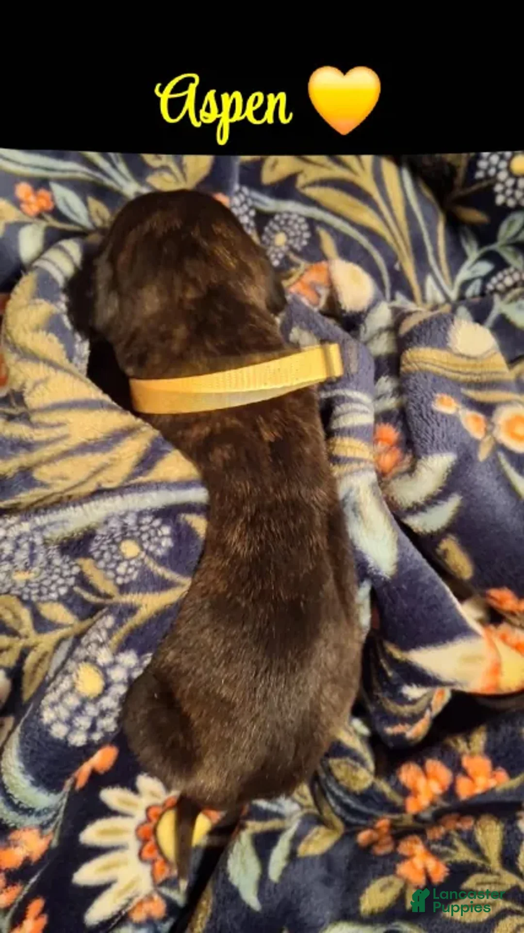 English Mastiff dogs for sale: Aspen, Brindle English Mastiff Puppy - Ad 3