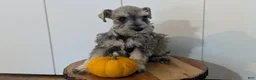Miniature Schnauzer dogs for sale: Clover - Ad 8