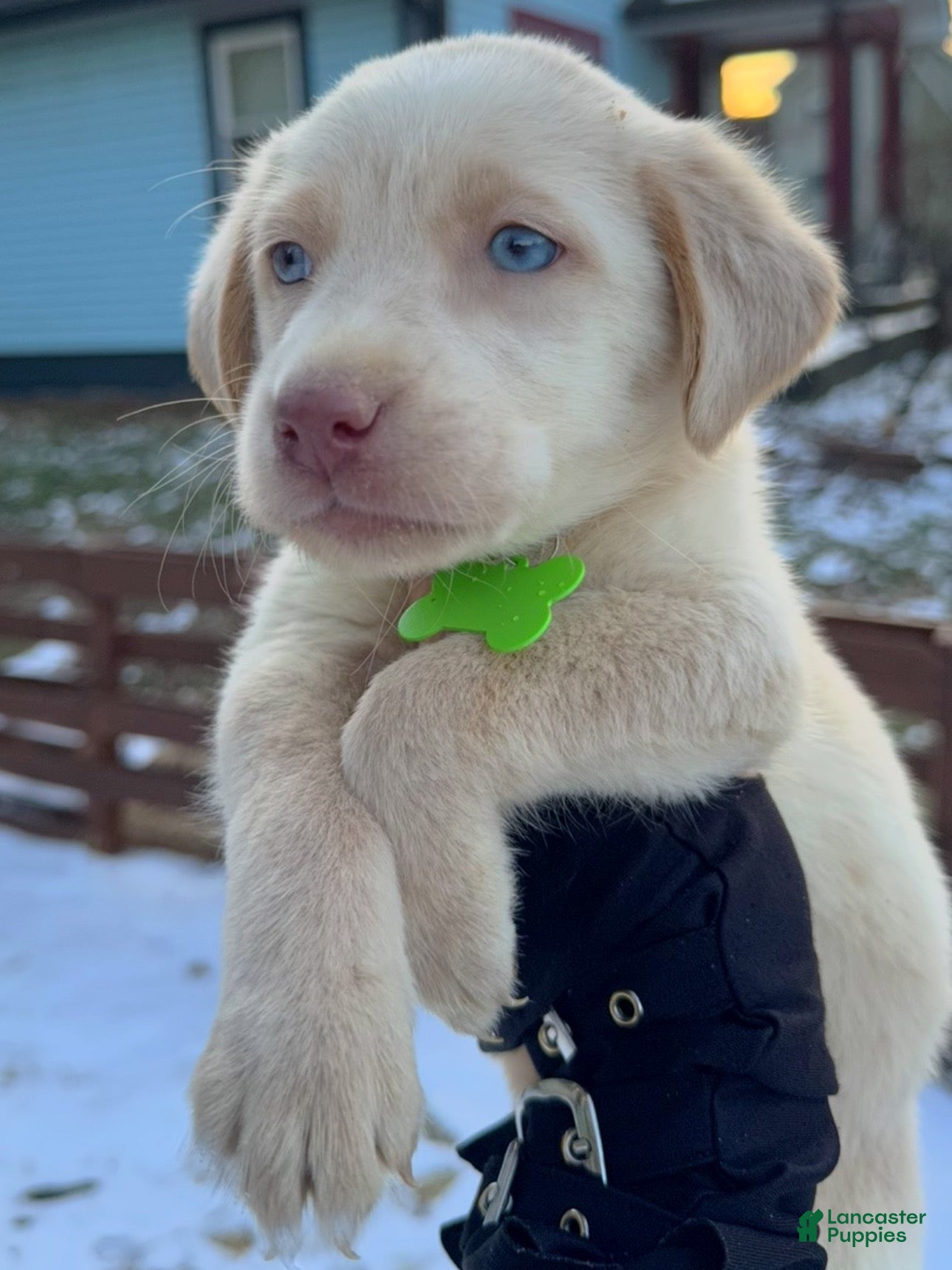 Labrador Retriever dogs Labrador Retriever Puppy 1 - Ad 2