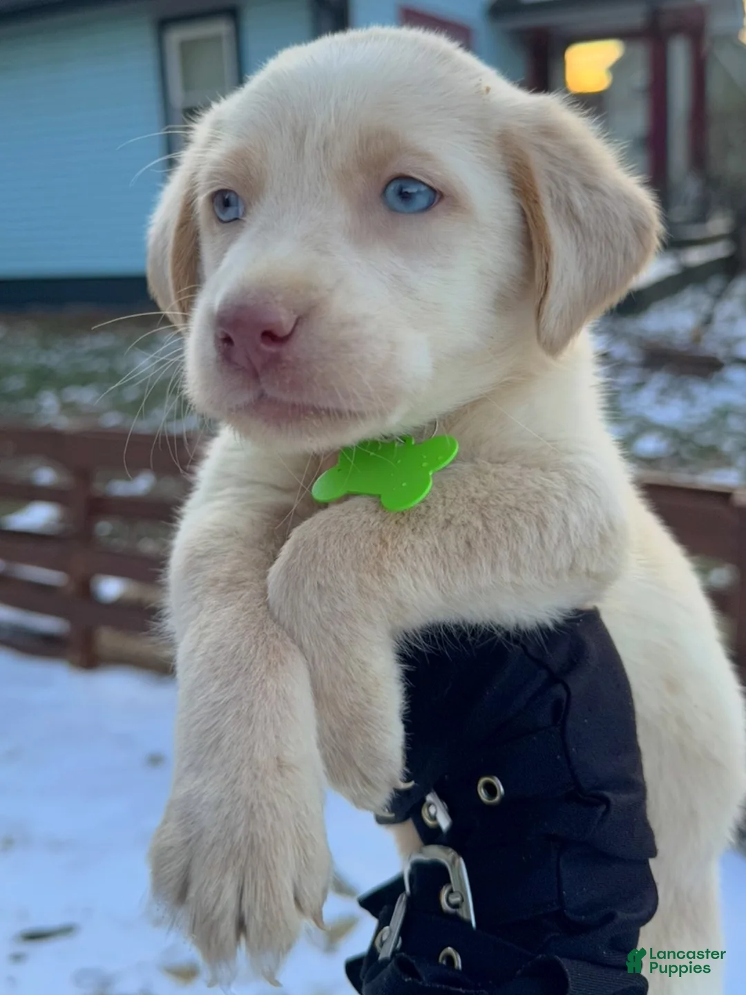 Labrador Retriever dogs for sale: Labrador Retriever Puppy 1 - Ad 2