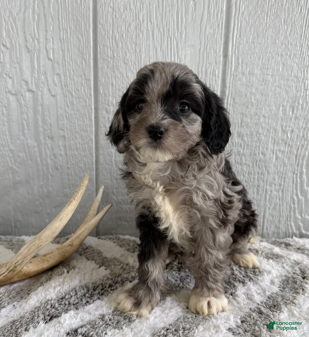 Mini Bernedoodle dogs for sale: Stella - Ad 1