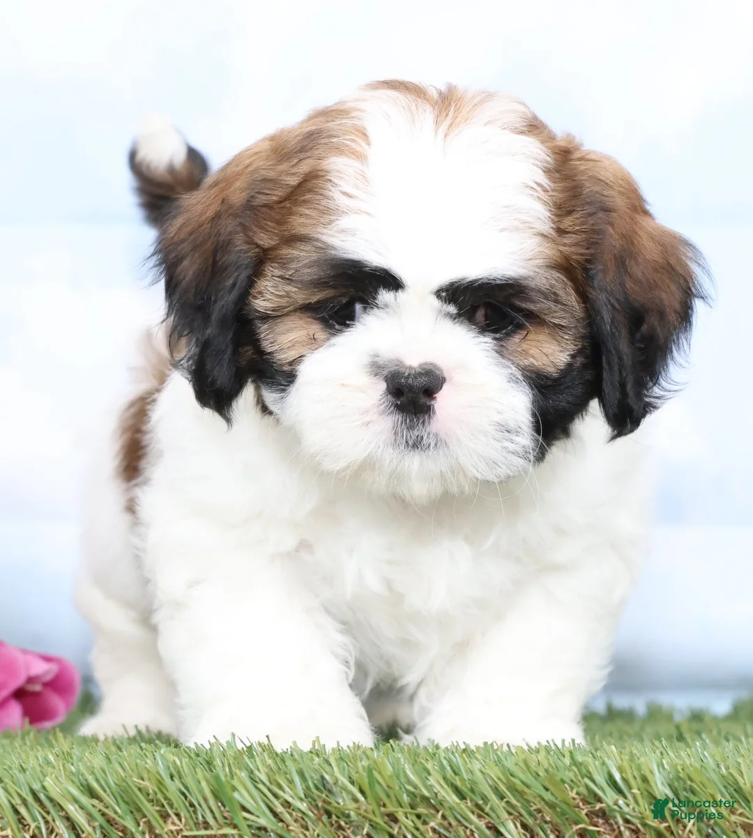 Shih Tzu dogs for sale: Chloe - Ad 1