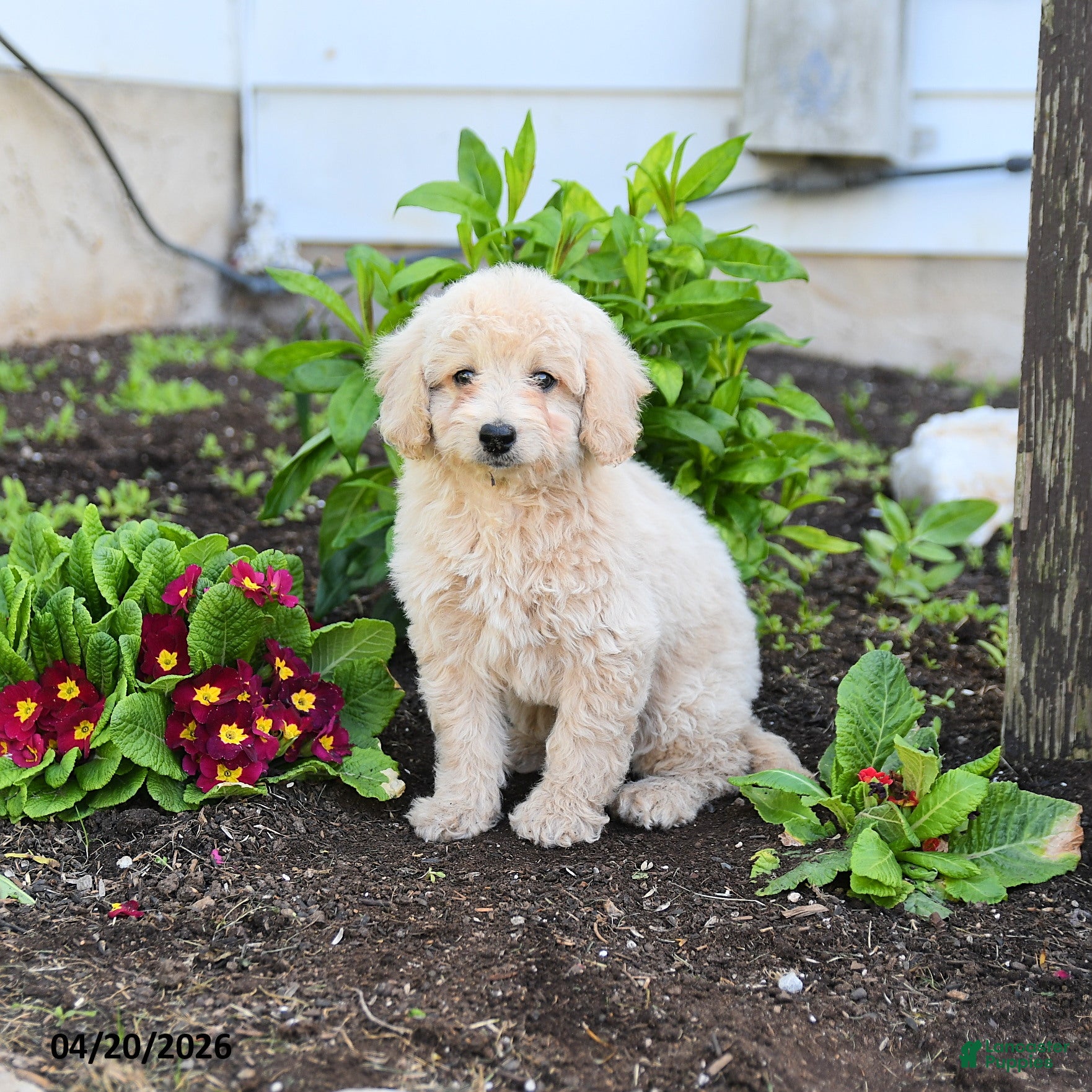 Miniature Labradoodle dogs Jenny - Ad 1