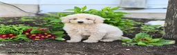 Miniature Labradoodle dogs for sale: Jenny - Ad 1