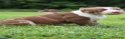 American Bully dogs for sale: Venus - Ad 41
