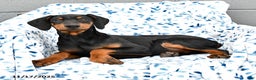 Doberman Pinscher dogs for sale: Flora   - Ad 4