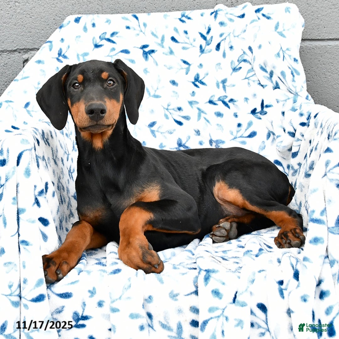 Doberman Pinscher dogs for sale: Flora   - Ad 4