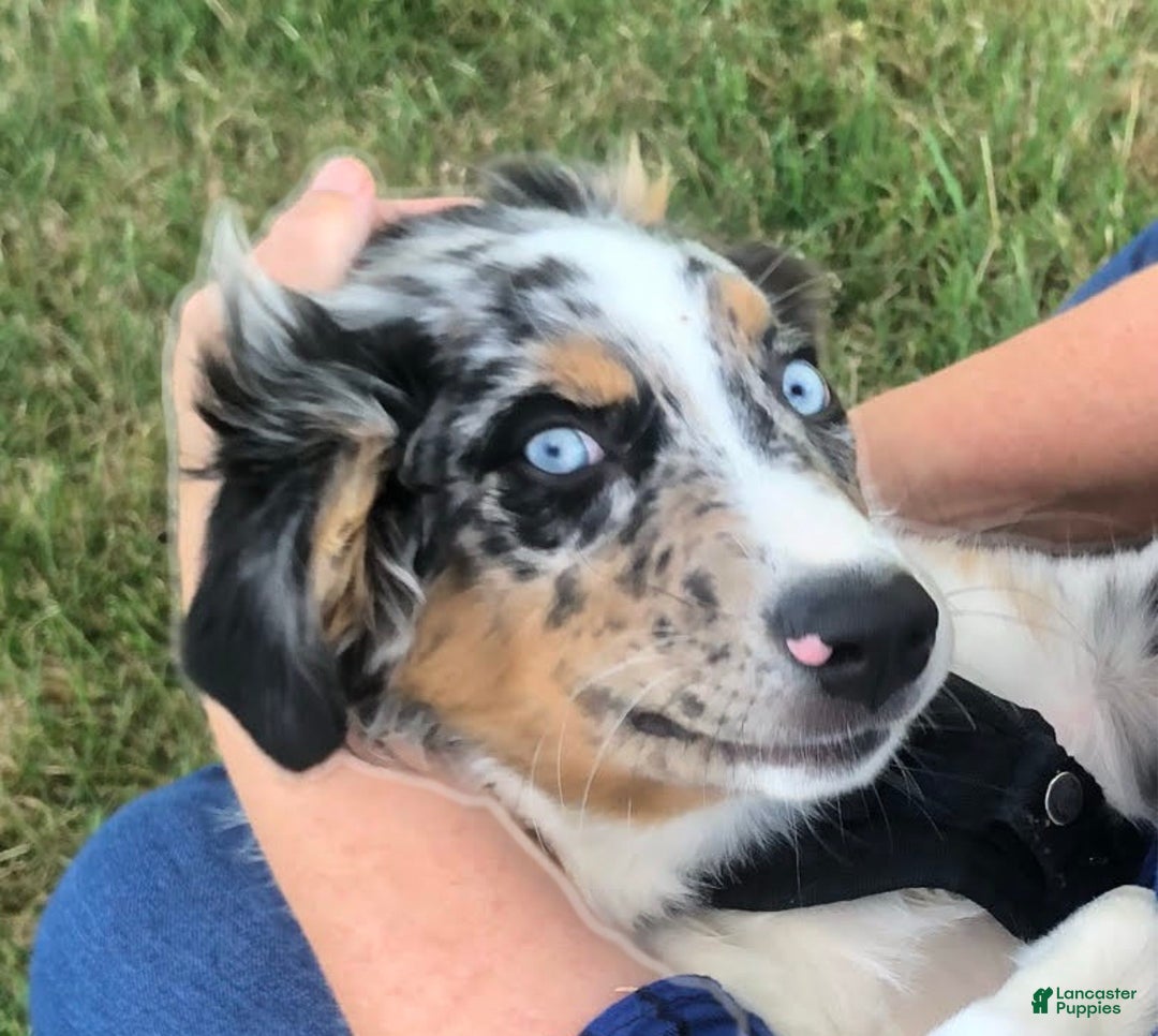 Gallery Image {{count}}