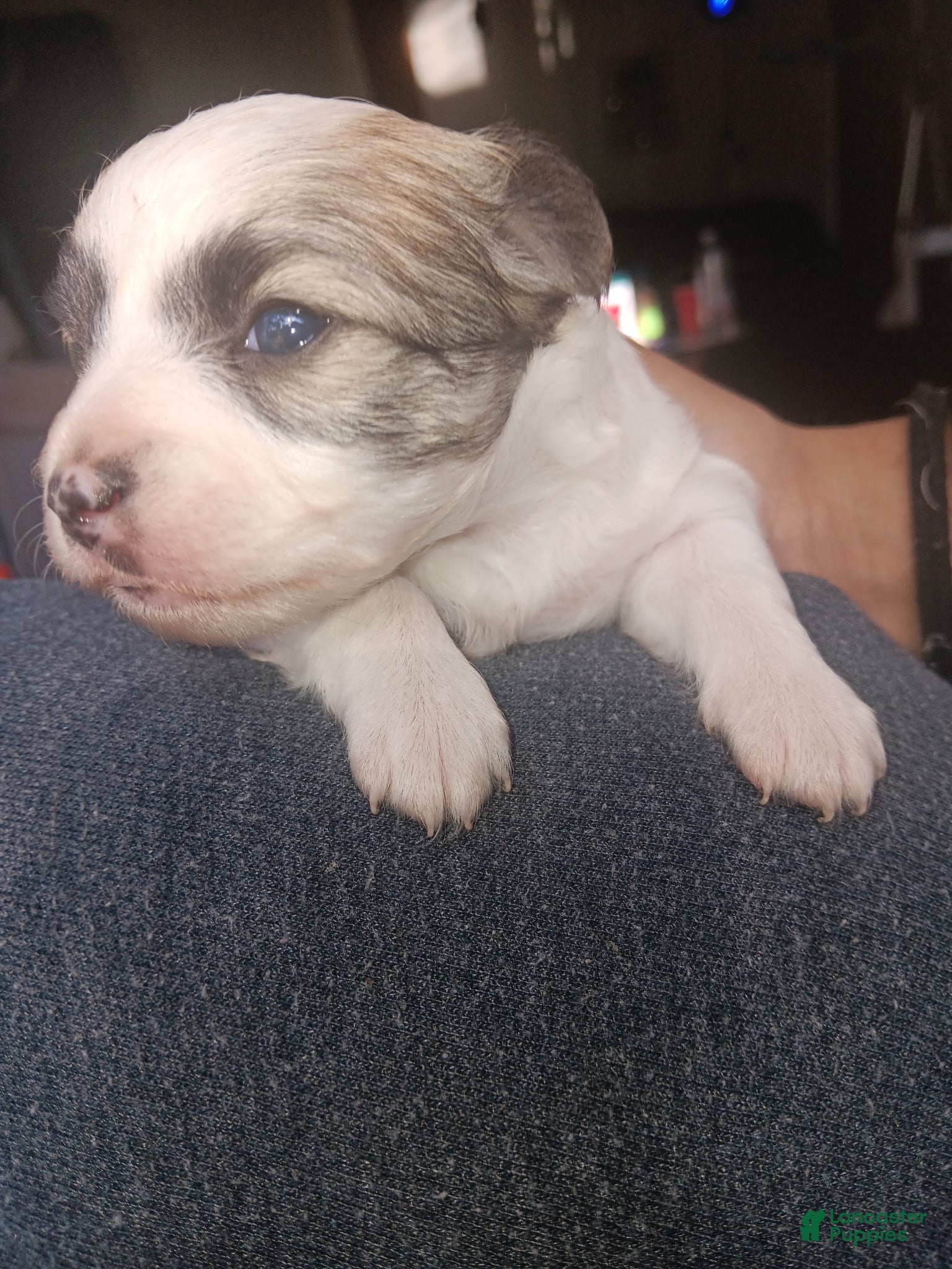 Mixed Breed dogs Mixed Breed Puppy 1  - Ad 2