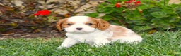 Cavalier King Charles Spaniel dogs for sale: Buddy - Genetic Tested Parents - Ad 1