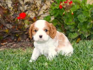 Cavalier King Charles Spaniel dogs Buddy - Genetic Tested Parents - Ad 7