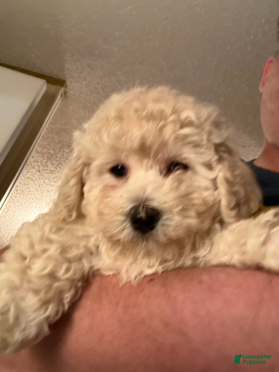 Bichpoo dogs for sale: Patrick - Ad 2