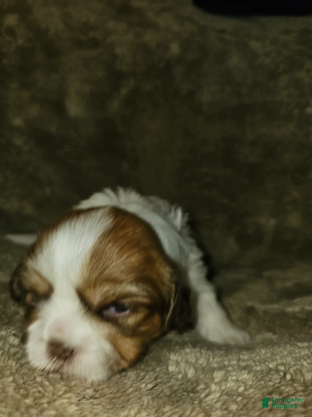 Mixed Breed dogs for sale: Paw-Dmé Amidala  - Ad 2