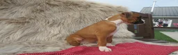 Boxer dogs for sale: Autumn - Ad 4