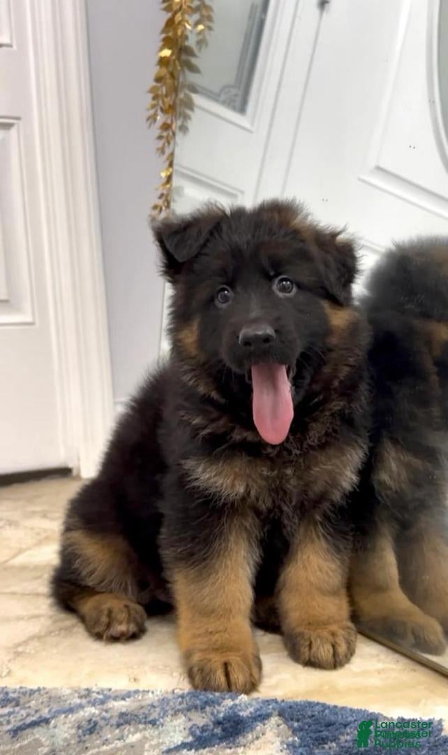 German Shepherd dogs German Shepherd Puppy 1 - Ad 1