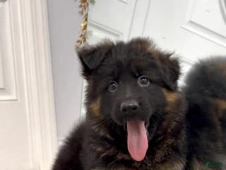 German Shepherd dogs German Shepherd Puppy 1 - Ad 3