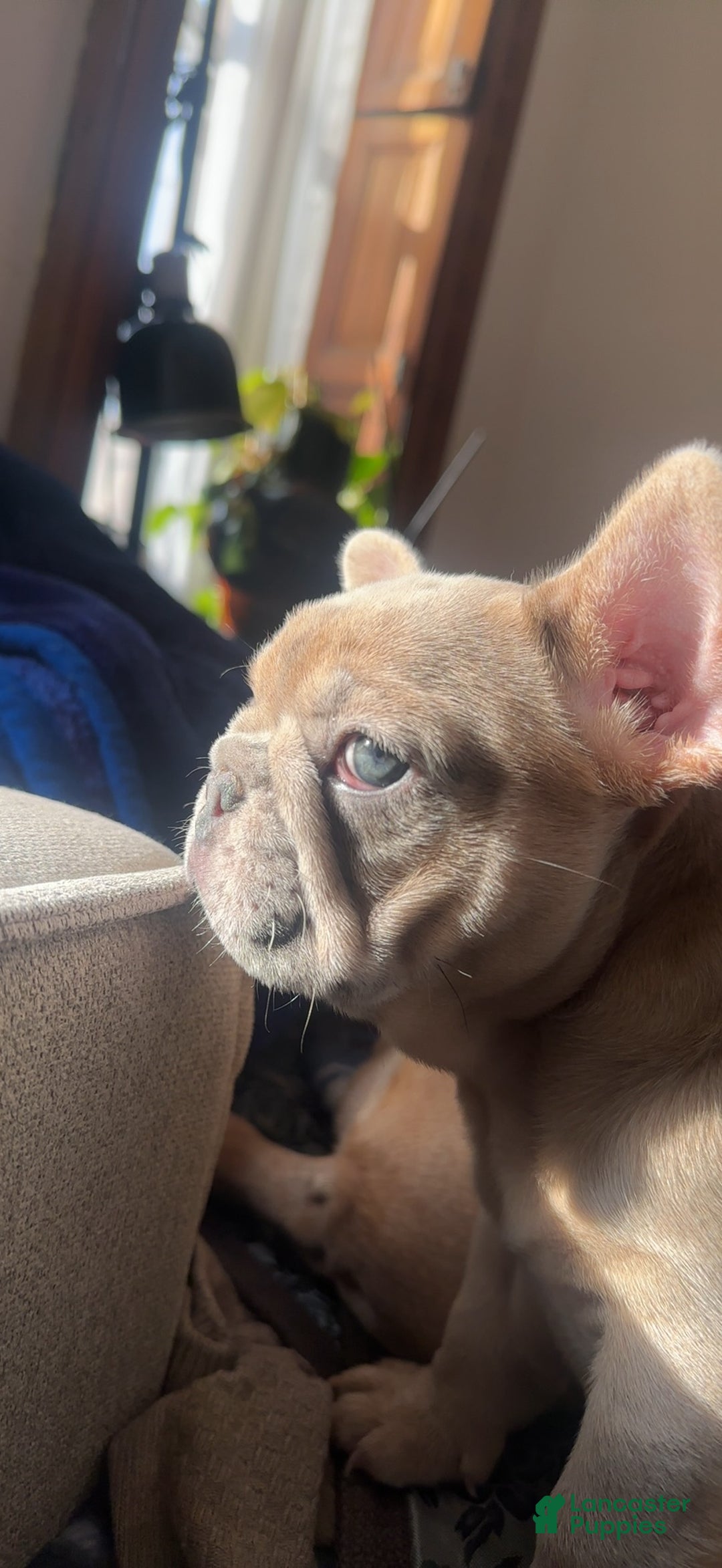 French Bulldog dogs for sale: Tigress - Ad 3