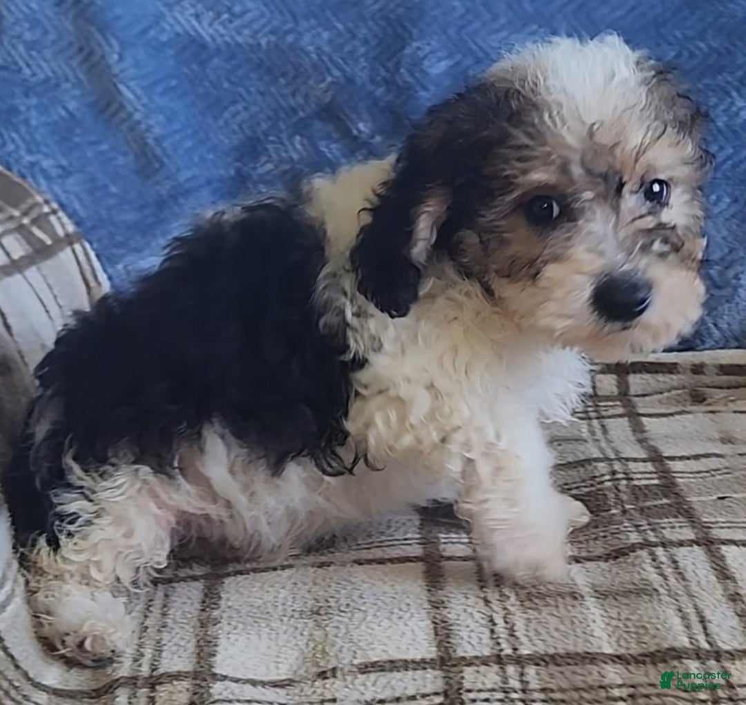 Mixed Breed dogs for sale: Max - Ad 3