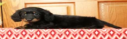 Miniature Dachshund dogs for sale: Vandavale - Ad 5