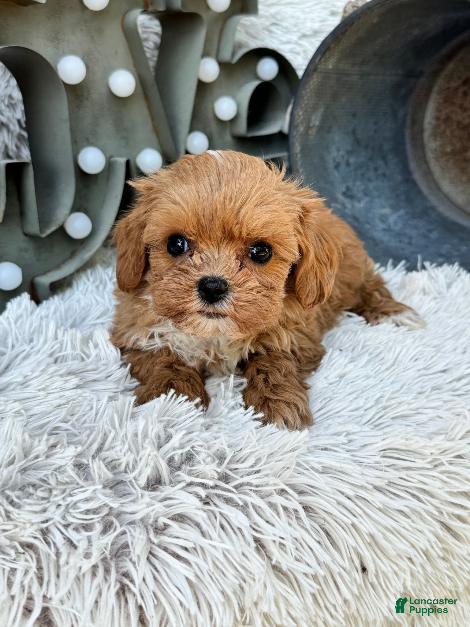 Cavapoo dogs Autumn - Ad 32