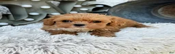 Cavapoo dogs for sale: Autumn - Ad 3