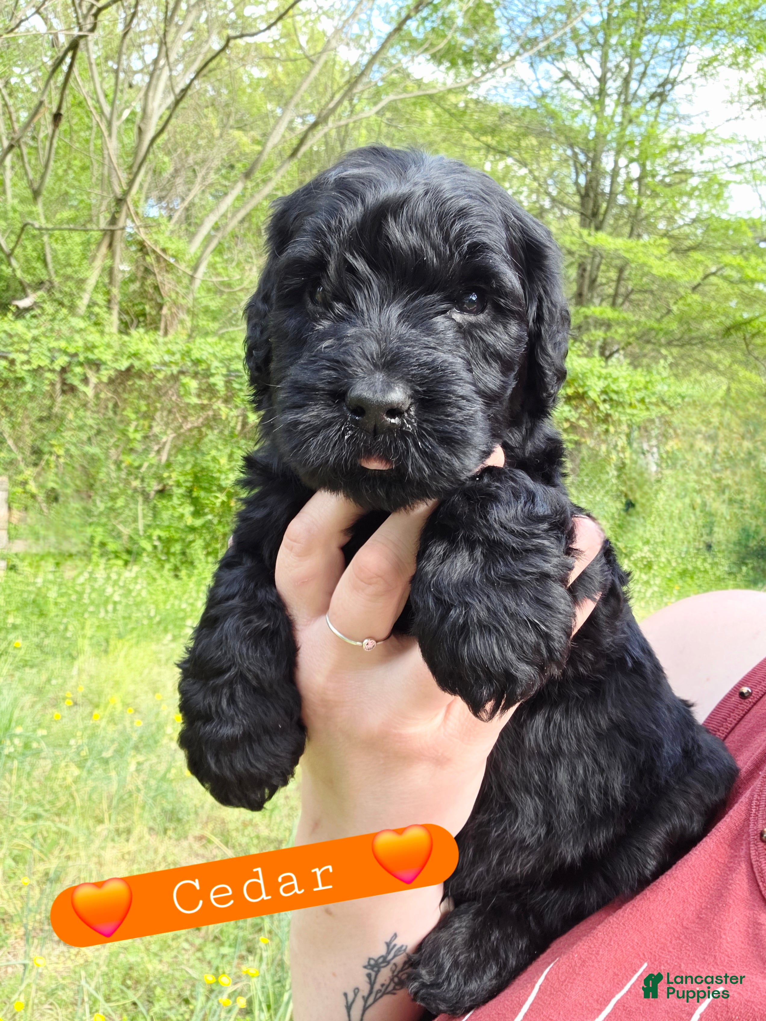 Giant Schnauzer dogs Giant Schnauzer Cedar - Ad 7