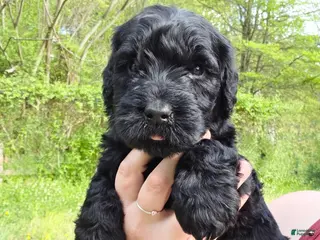 Giant Schnauzer dogs Giant Schnauzer Cedar - Ad 2